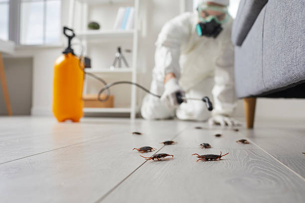 Commercial Kitchen Cockroach Control in Hayti